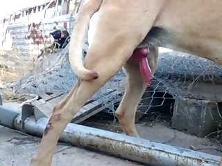Fuck Dog Hot