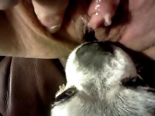 Will A Dog Fuck A Human