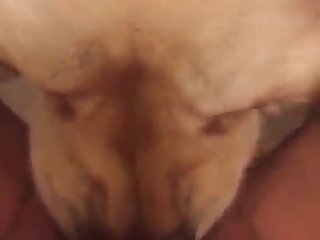Dog Fuck Teen Alone