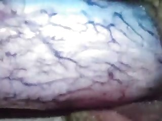 Quarantine Dog Fuck