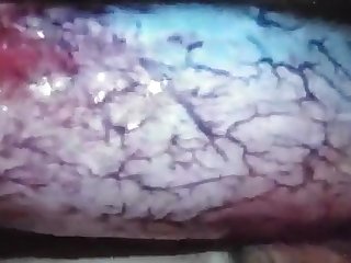 Quarantine Dog Fuck