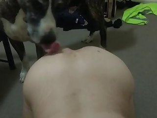 Be A Good Dog While I Fuck Your Wife Taylee Wood