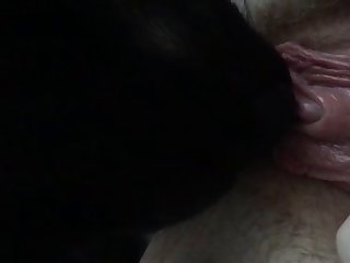 Husky Dog Fuck