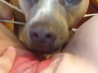 A Dog Fuck A Lady