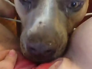A Dog Fuck A Lady