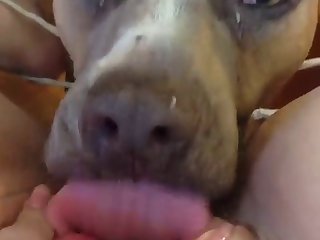 A Dog Fuck A Lady