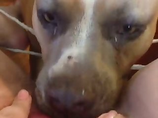 A Dog Fuck A Lady
