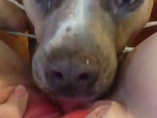 A Dog Fuck A Lady