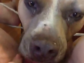 A Dog Fuck A Lady