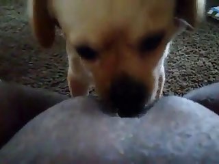 Dog Fuck Hard Compilation