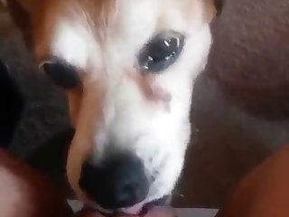 Girl Wants To Fuck Dog One Time