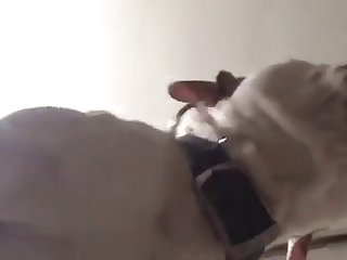 Stray Dog Fuck