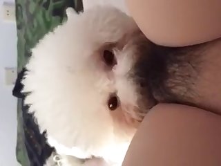 Man Fuck Dog Tube