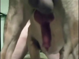Xxx Dog Fuck Girl