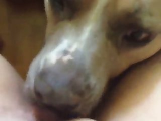 Dog Fuck Gir