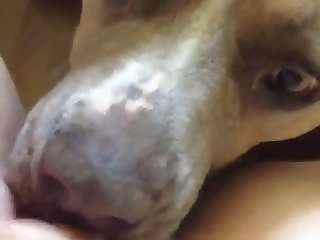 Dog Fuck Gir