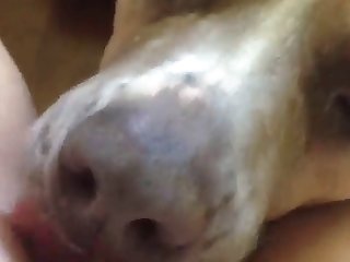 Dog Fuck Gir