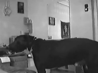 Dog Fuck By Human
