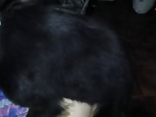 Men Fuck Dog Together