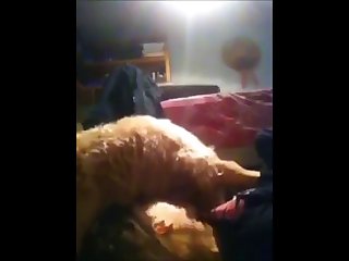 Dog Want Fuck Girl