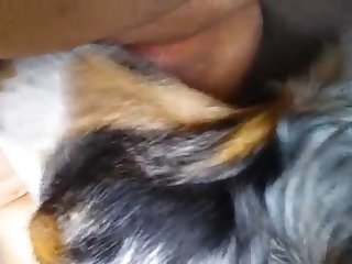 Man Fuck Dog Pussy Gif