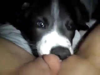 Two Sisters Fuck Dog