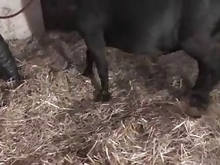 Brother Helps Sister Fuck The Dog
