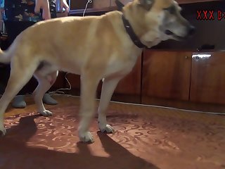 My Wife Fuck Dog