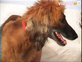 Man Dog Fuck