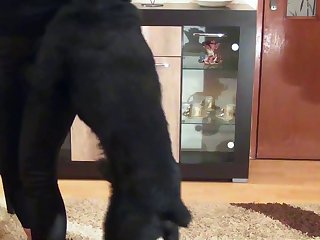 Zootube4