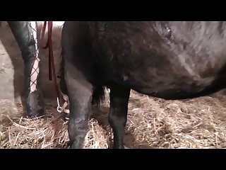 Men With Horse Dicks