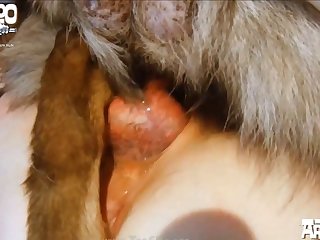 Animal Sex Fuk