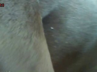 Animal Force Sex Videos