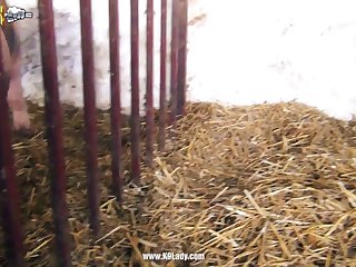 Bokeb Animal Sex