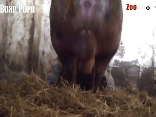 First Time Animal Sex