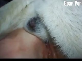 Which Animal Has Sex The Most