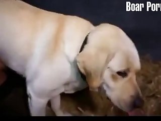 Which Animal Has Sex The Most
