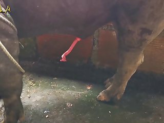 Animal Sex . Com