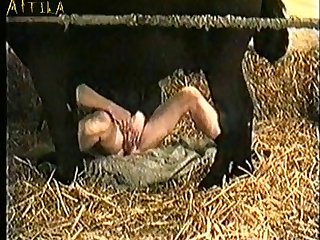 Gay And Animal Sex