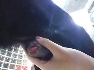 Brutal Zoo Porn