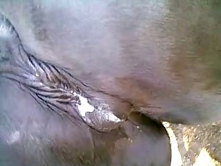 Cartoon Dog Rape Porn