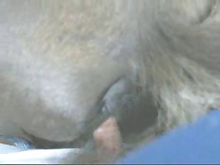 Zoofilia Mulher Dando