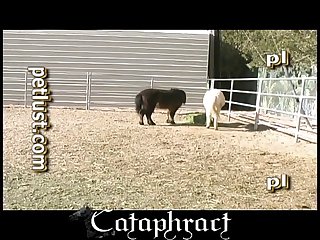 Pup Ravage