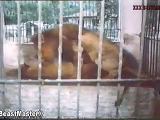 What Happens If You Had Sex With Animal