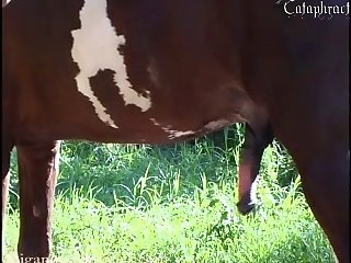 Dog Seduces Girl Porn