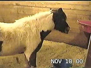 Vk Zoo Porn
