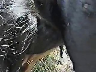 Nigerian Girl And Dog Porn