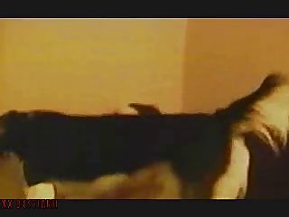 Xnxx Animal Porn Collection Best Zoo Xxx From Xnxx.com