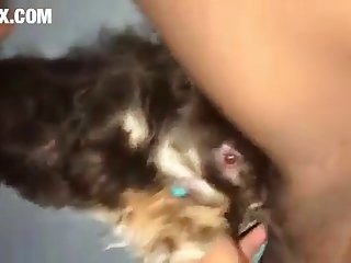 Zoofilia Sexo Con Animales .com