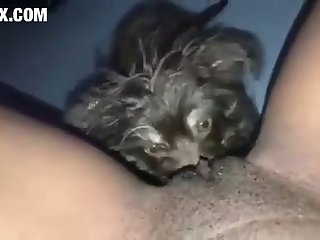 Zoofilia Sexo Con Animales .com